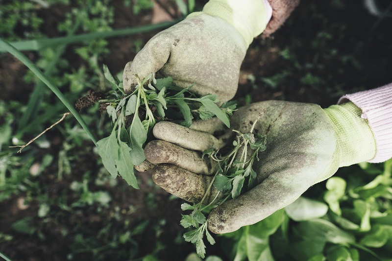 Como fazer um jardim em casa com pouco dinheiro