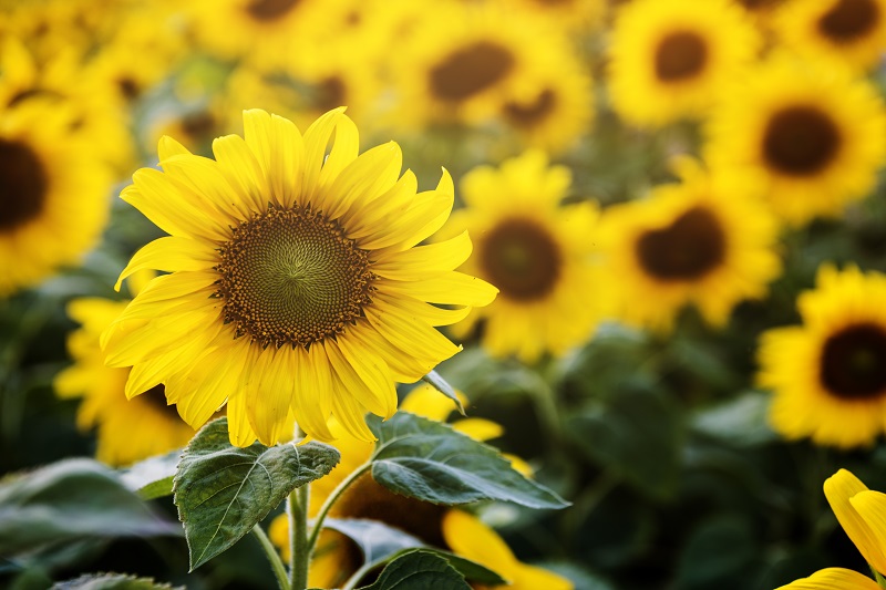 Quais plantas são mais resistentes ao sol